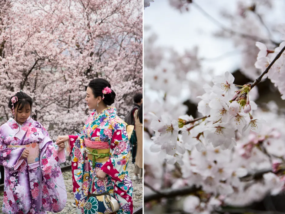 Cherry Blossoms in Japan Sakuras